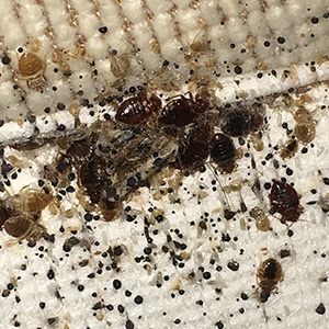 Bed bugs in their own filth