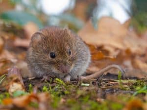 Voles Exterminator