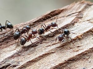 ants on a wood