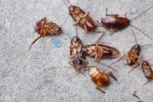 Cockroach Infestation Signs You Need To Know About