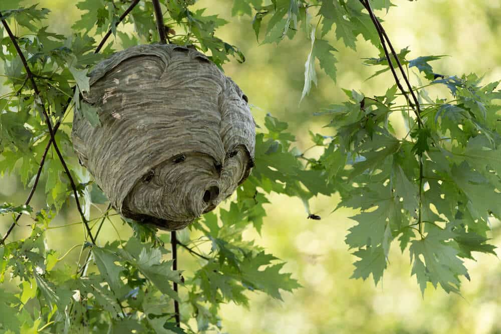 Bald-faced hornet nest hanging from a tree branch, showing a large papery aerial nest for stinging insect identification.