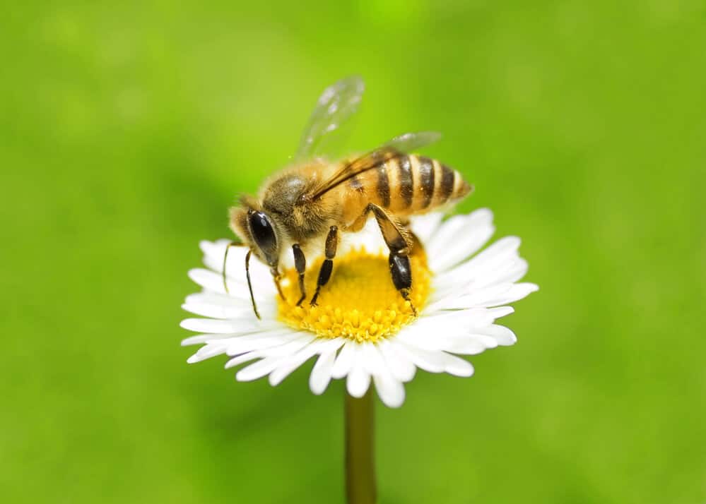 Honey bee pollinating a white flower, showing the fuzzy body and striped abdomen used to identify common stinging insects in Canada.