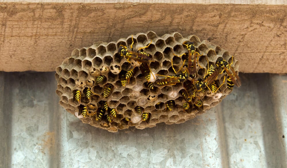 Paper wasp nest attached beneath a roof eave, showing paper wasps and their exposed honeycomb cells for stinging insect identification.