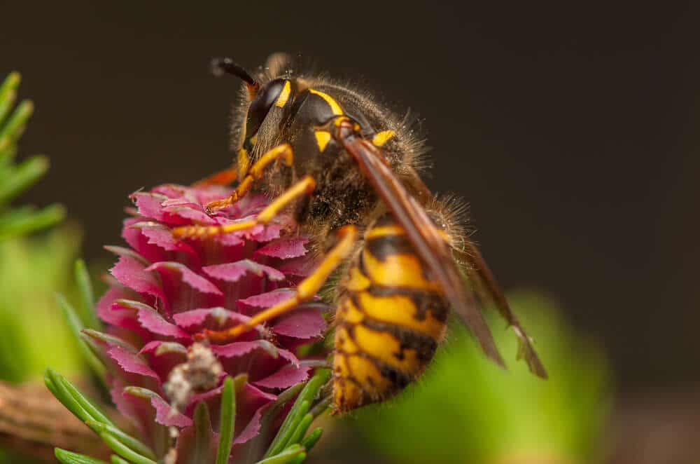 Close-up of a yellow jacket wasp on a flower for identifying common stinging insects in Canada.